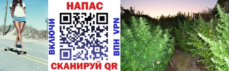 Бошки марихуана SATIVA & INDICA  закладка  Приморско-Ахтарск 
